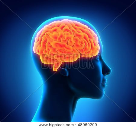 Human Brain Anatomy