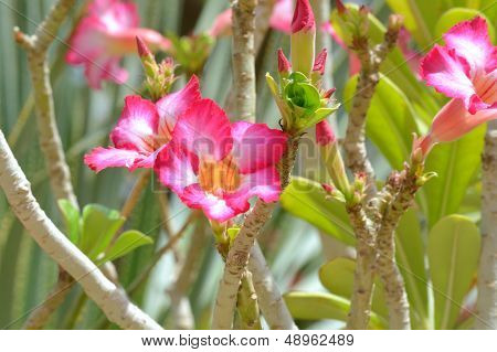Desert Rose