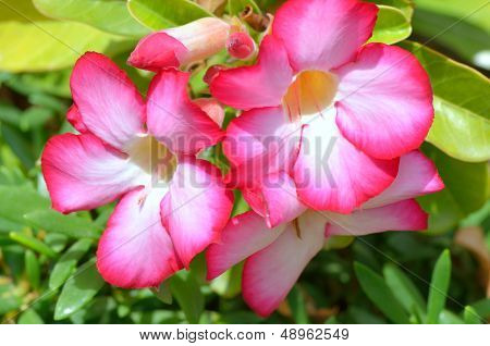 Desert Rose
