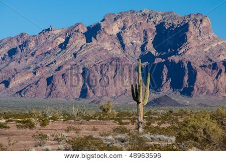 Arizona Cactus