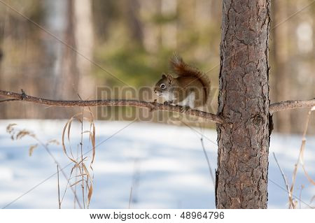 Wild Squirrel