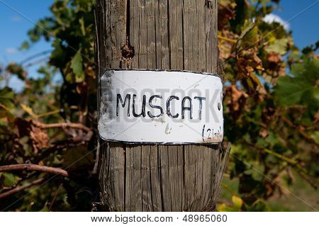 Muscat Signage