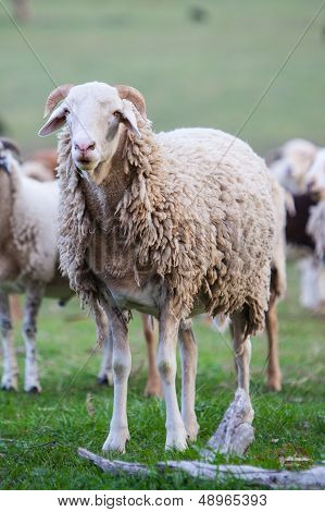 Grazing Sheep