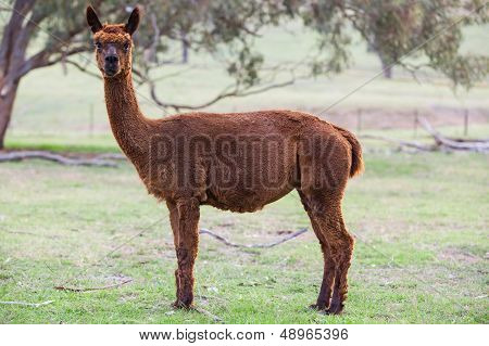 Curious Alpaca