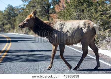 Mule Deer Crossing