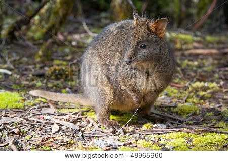 Pademelon