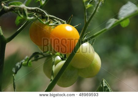 Orange Tomatoes Ripening On The Vine