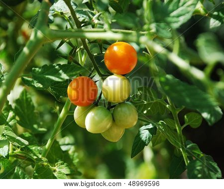 Orange Tomatoes Ripening On The Vine