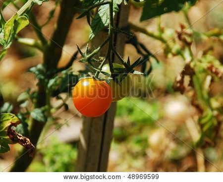 Orange Tomatoes Ripening On The Vine