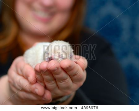 Un chiot dans la main