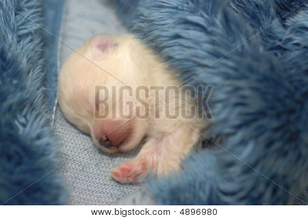 Couchage chiot