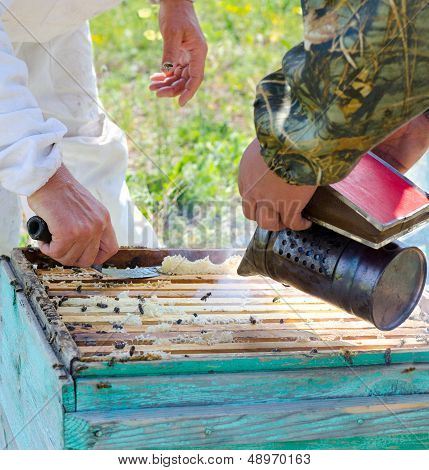 Beekeepers At Work