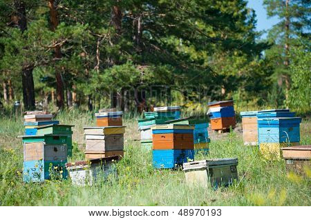 Siberian Bee Garden