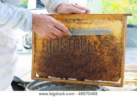 Beekeeper At Work
