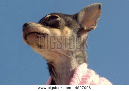 Sindrome di Chihuahua!