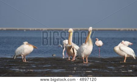 Velký bílý pelikáni (pelecanus Onocrotalus)