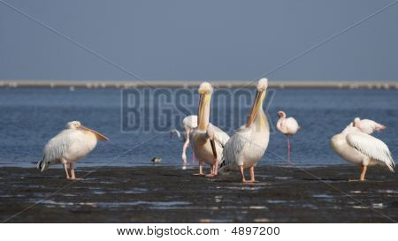 Velký bílý pelikáni (pelecanus Onocrotalus)