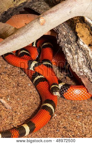 Sinaloan Milk Snake In Captivity