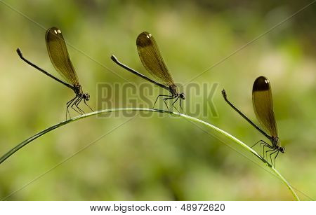 Three Female Damselfly Perched On A Blade Of Grass