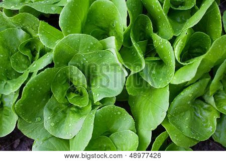 Small lettuce plants