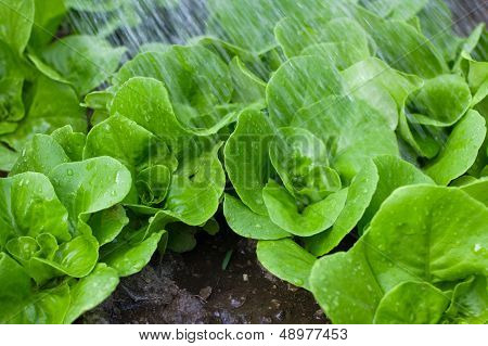 Small lettuce plants
