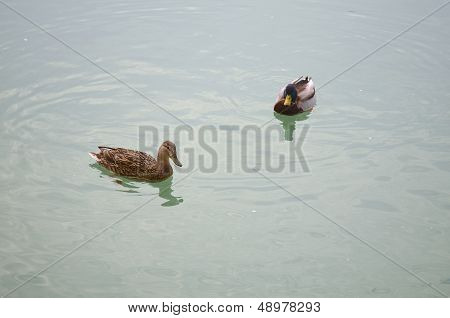 Wild Ducks In The Water