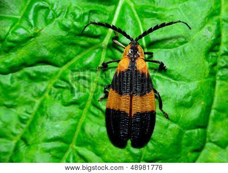 Net-winged Beetle