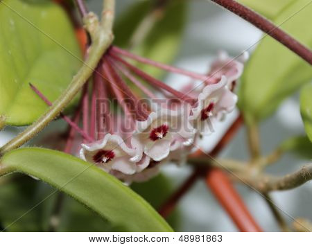 Hoya Flowers