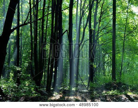 Light For My Path