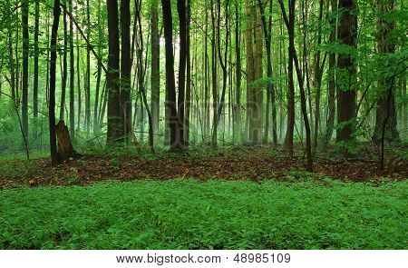 Forest Mist