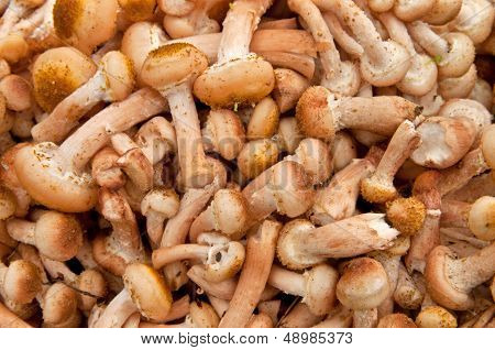Suillus Mushrooms Background