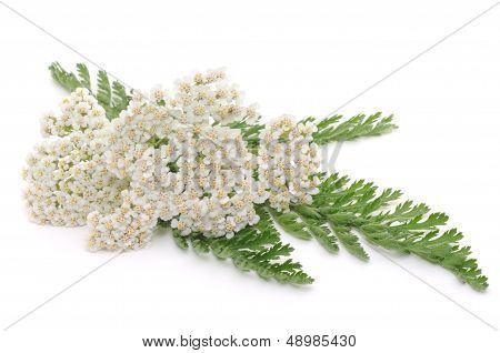 Yarrow Herb