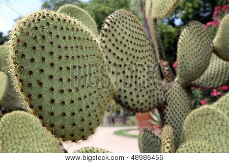 Opuntia Scheerii