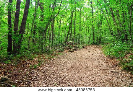Walkway In The Forest. Beautiful Landscape