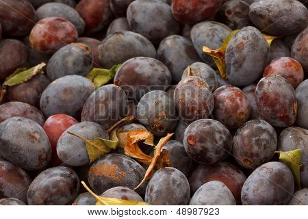 Wicker basket full of freshly collected purple plums