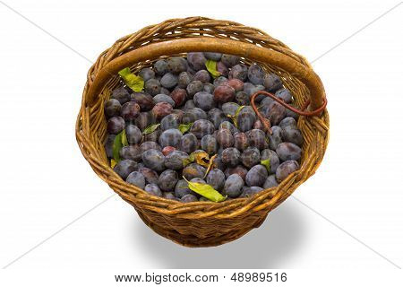 Wicker basket full of freshly collected purple plums.