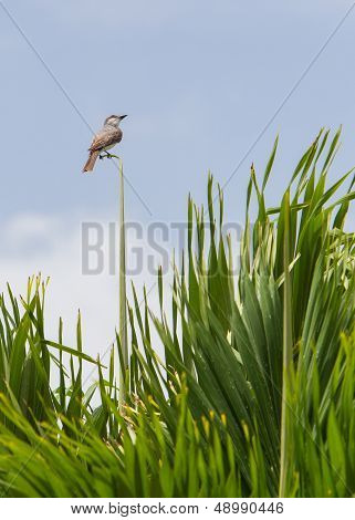 Grey Kingbird (tyrannus Dominicensis)