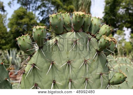 Opuntia With Fruits