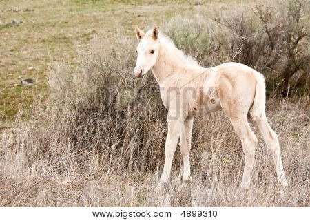 Hest