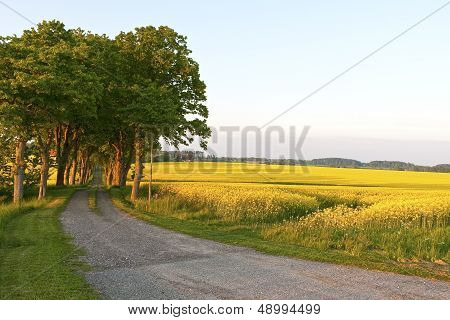 Rape Fields In The Sunset