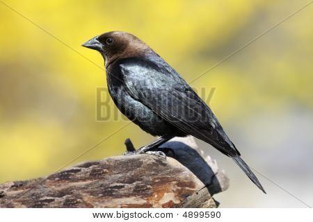 Molotro su un trespolo