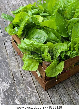 A Crate Of Organic Grown Rainbow Chard