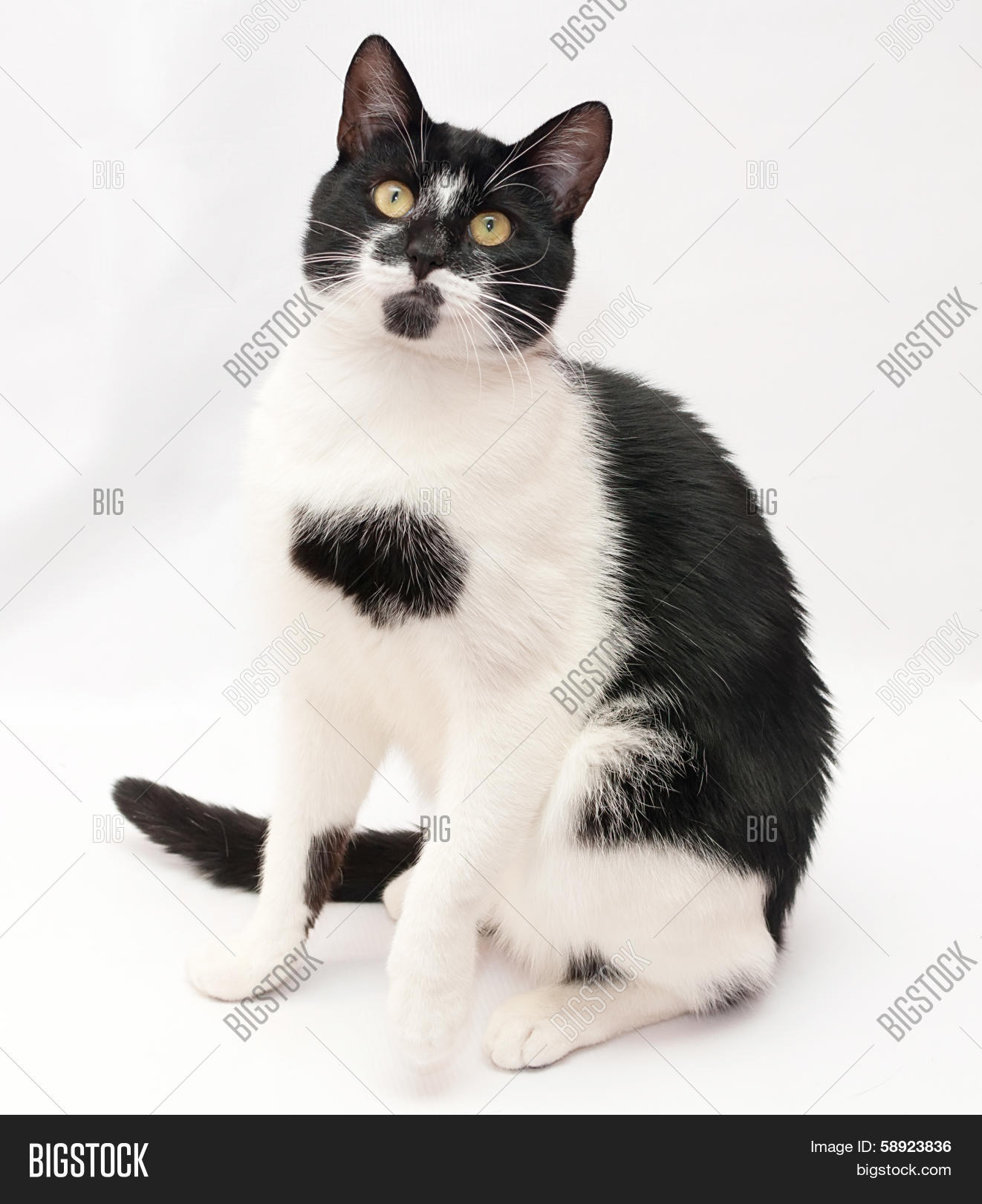 White Cat Black Spots Image & Photo (Free Trial) Bigstock