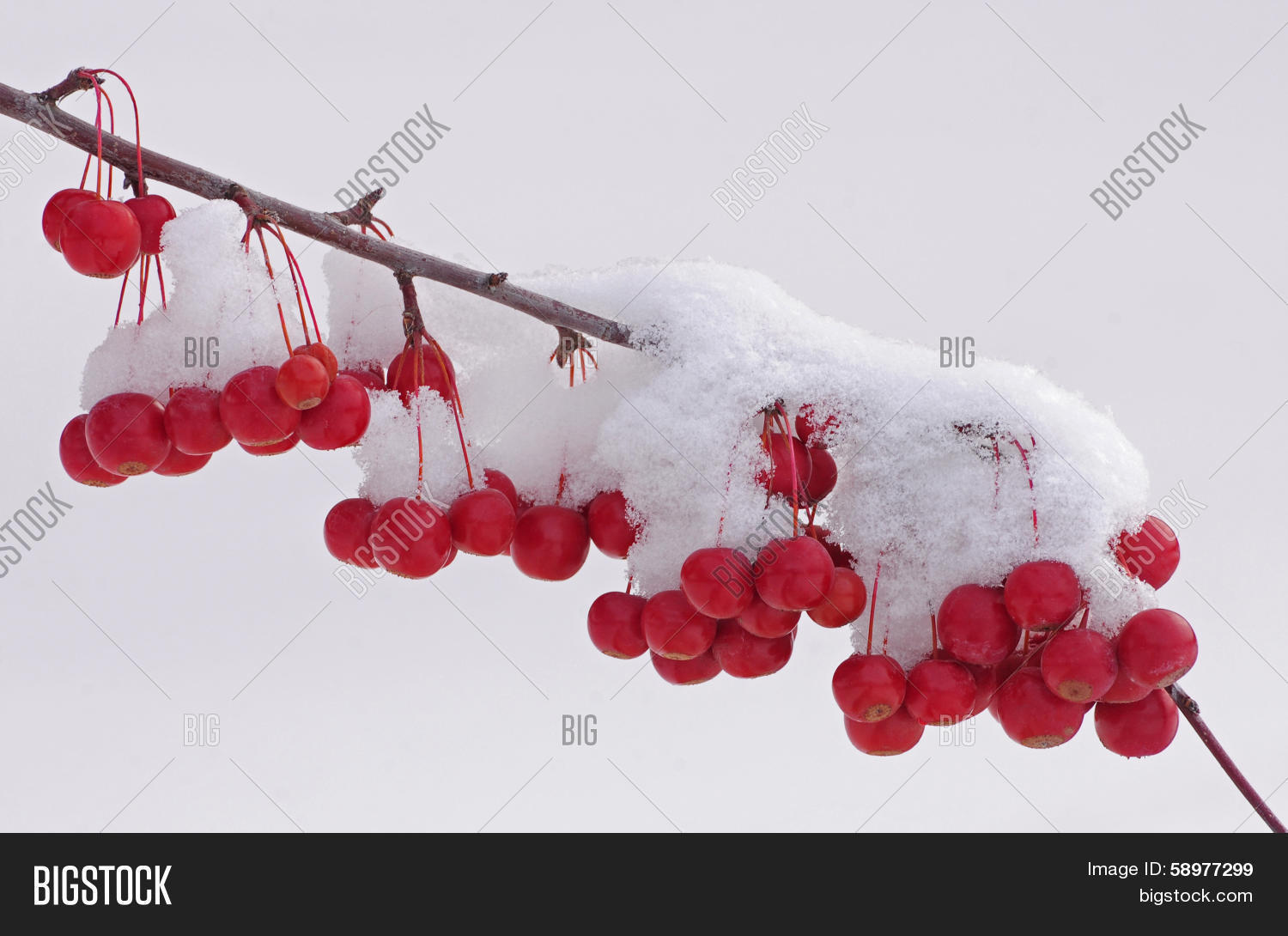 Crabapple Tree Winter Image & Photo (Free Trial) | Bigstock