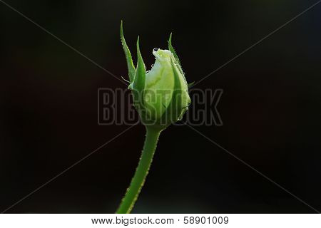 Detailed Shot Of White Rose On Dark Background.