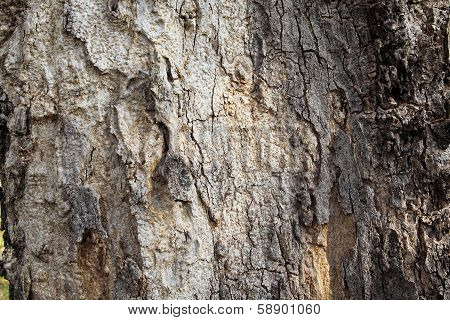 Old Rough Tree Bark Background Texture Organic Patterns