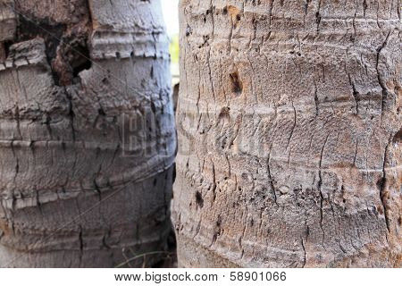 Surfaces Of Coconut Tree
