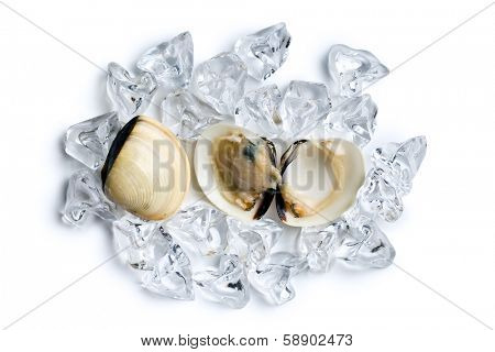 top view of fresh clams in ice cubes