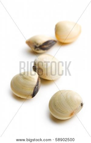 fresh clams on white background