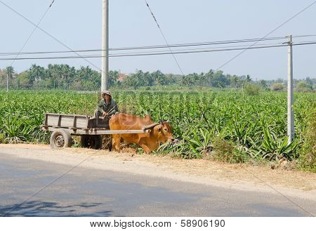 Cart Driver At Dragon Fruit Plantation